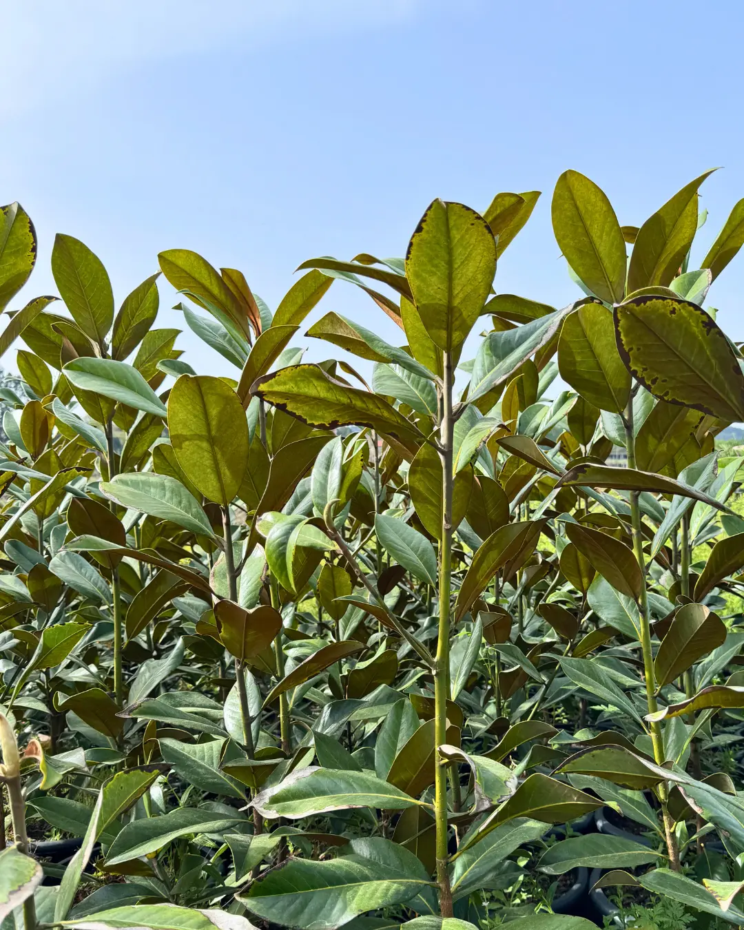 Árvores e plantas para venda a jardineiros e paisagistas