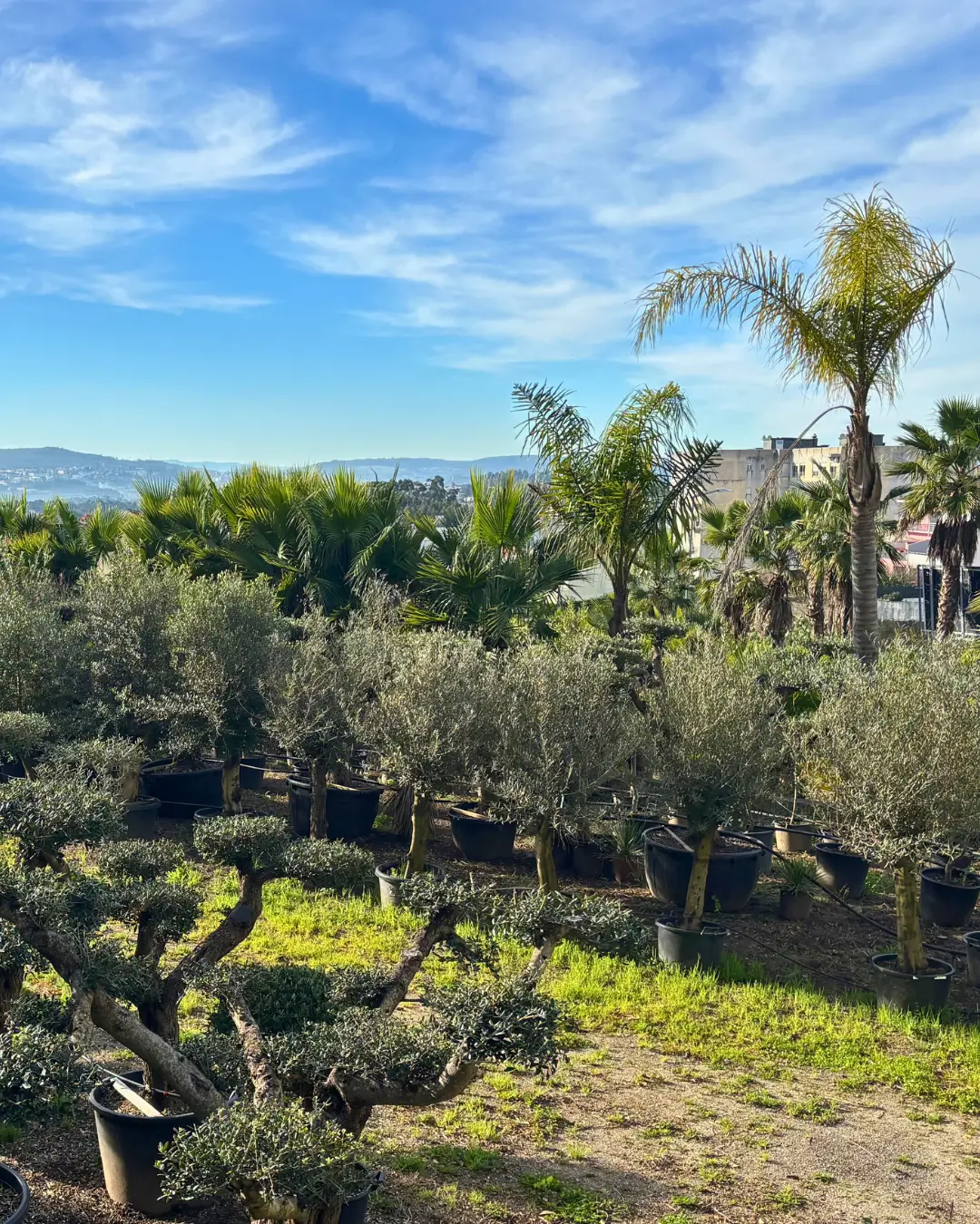 Fornecedor de Árvores e plantas