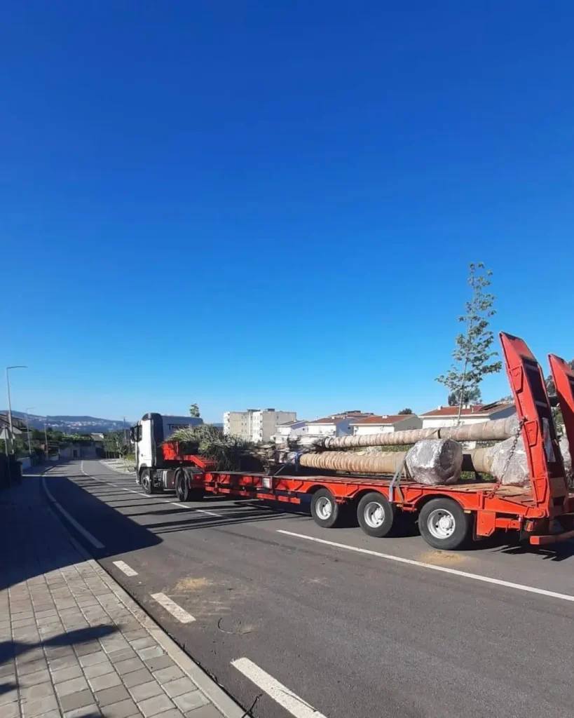 Árvores e plantas para venda a jardineiros e paisagistas com entrega sob-orçamento