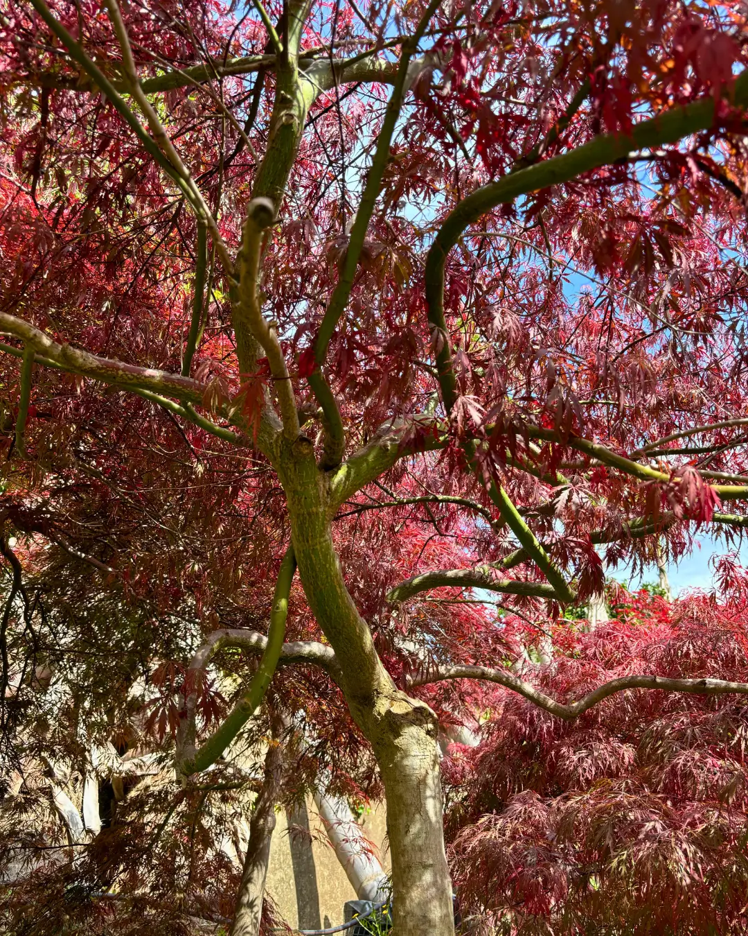 Árvores e plantas para venda a jardineiros e paisagistas