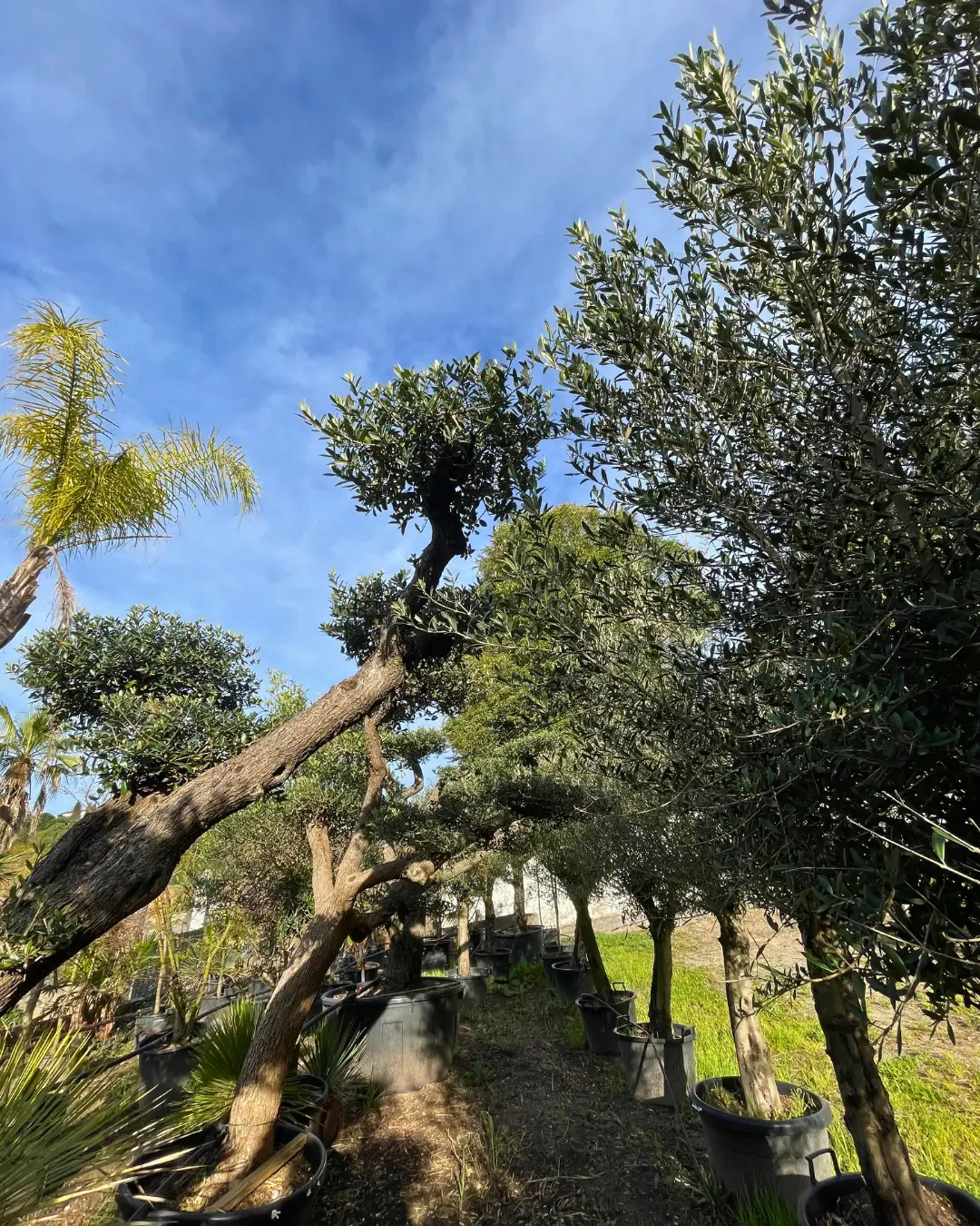 Fornecedor de Árvores e plantas