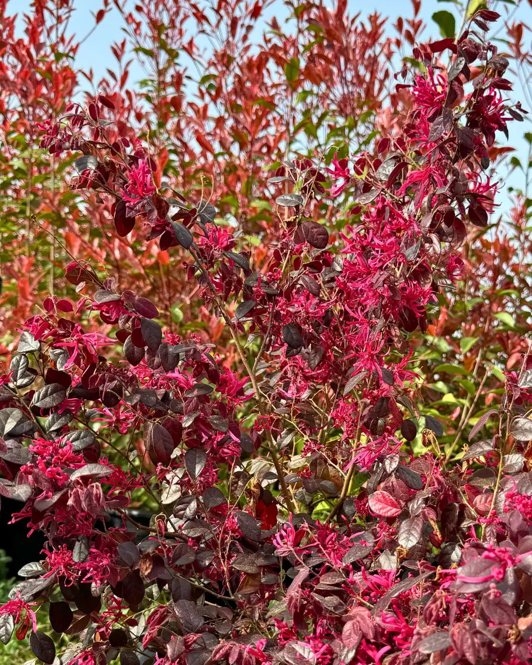 Árvores e plantas para venda a jardineiros e paisagistas