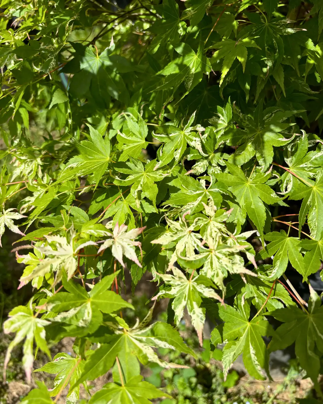 Árvores e plantas para venda a jardineiros e paisagistas