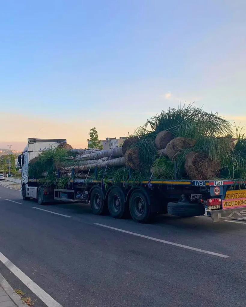 Belplant Árvores e plantas para venda a jardineiros e paisagistas com entrega sob-orçamento