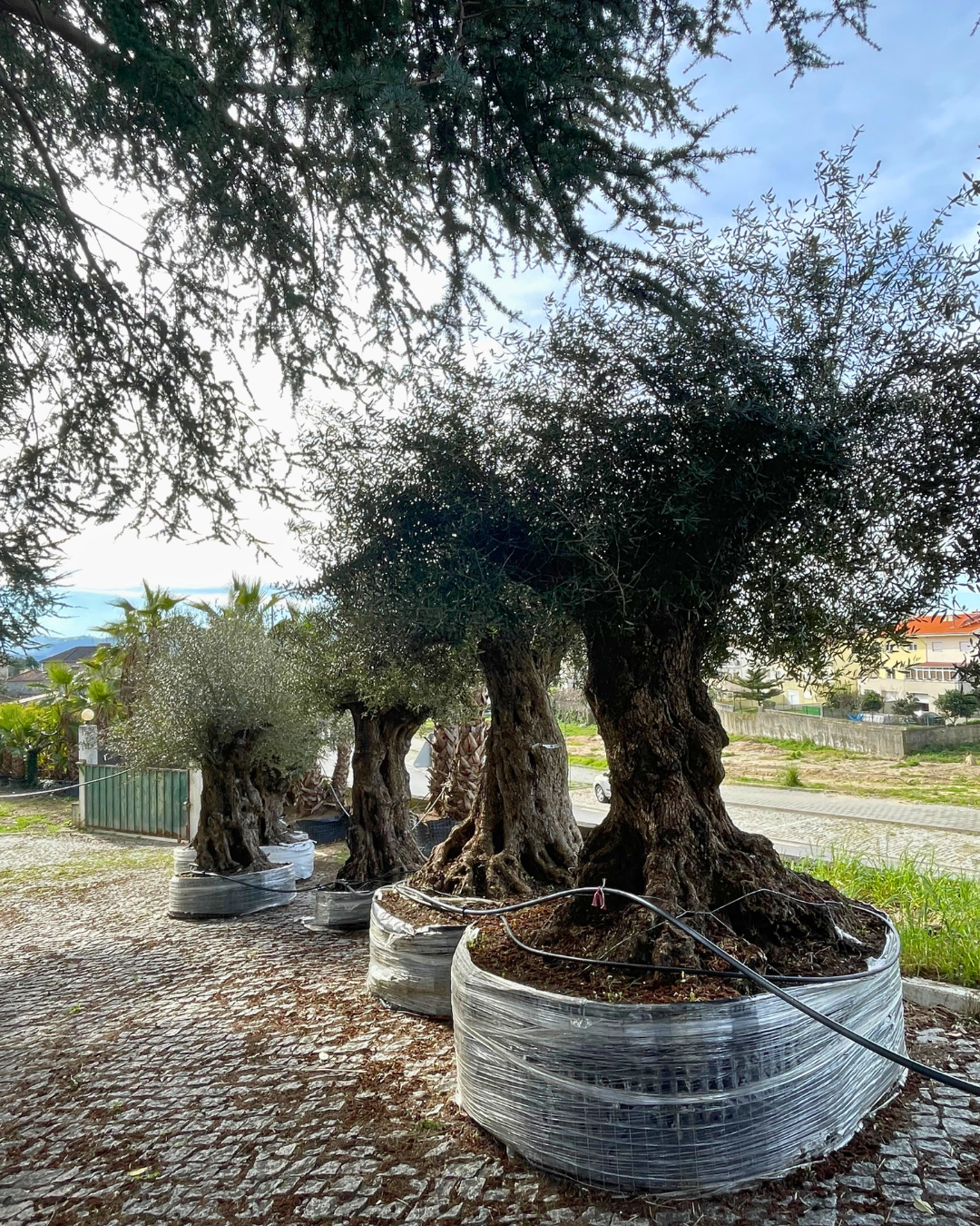 Árvores e plantas para venda a jardineiros e paisagistas