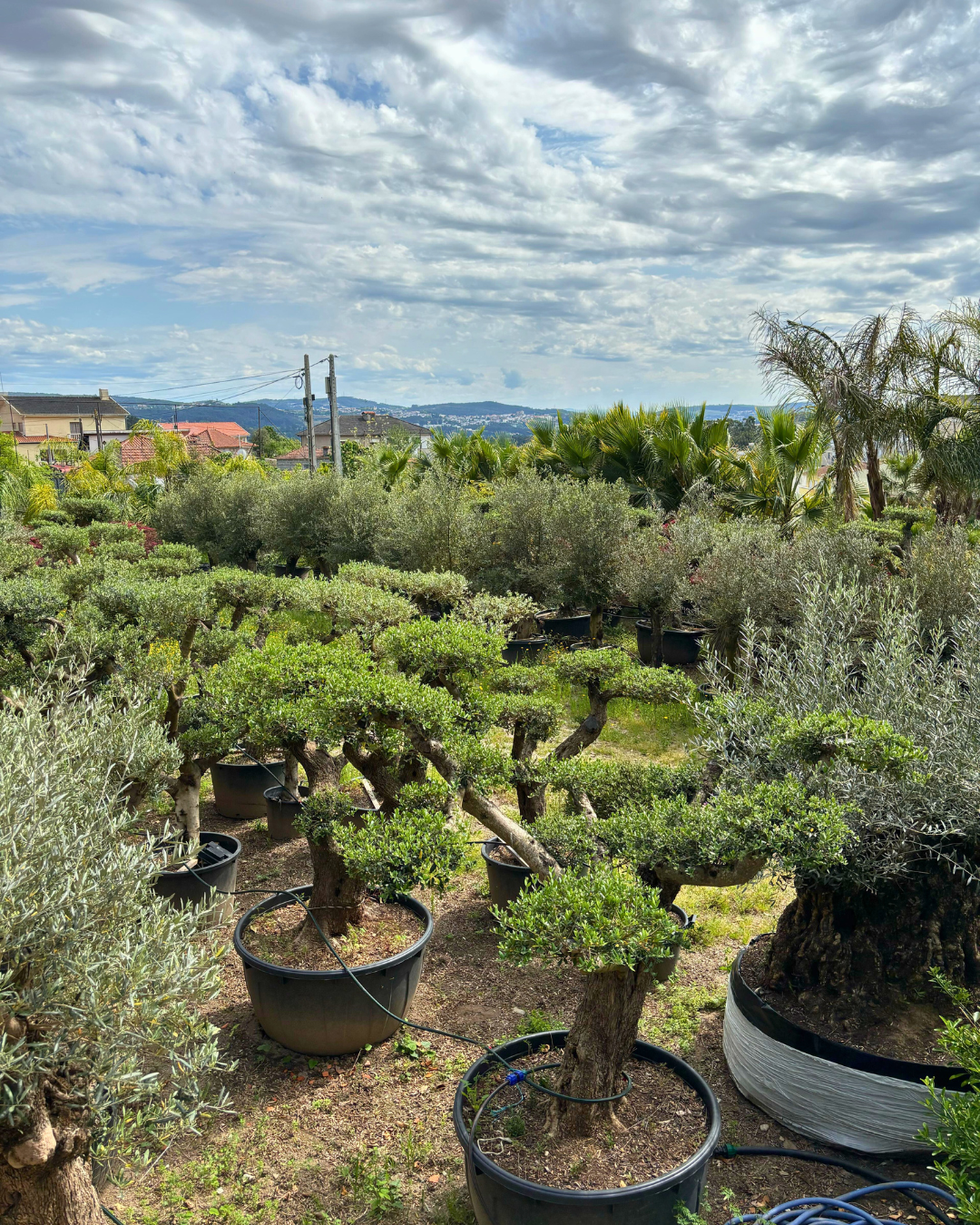 Árvores e plantas para venda a jardineiros e paisagistas