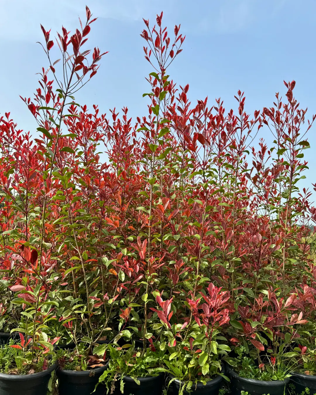 Árvores e plantas para venda a jardineiros e paisagistas