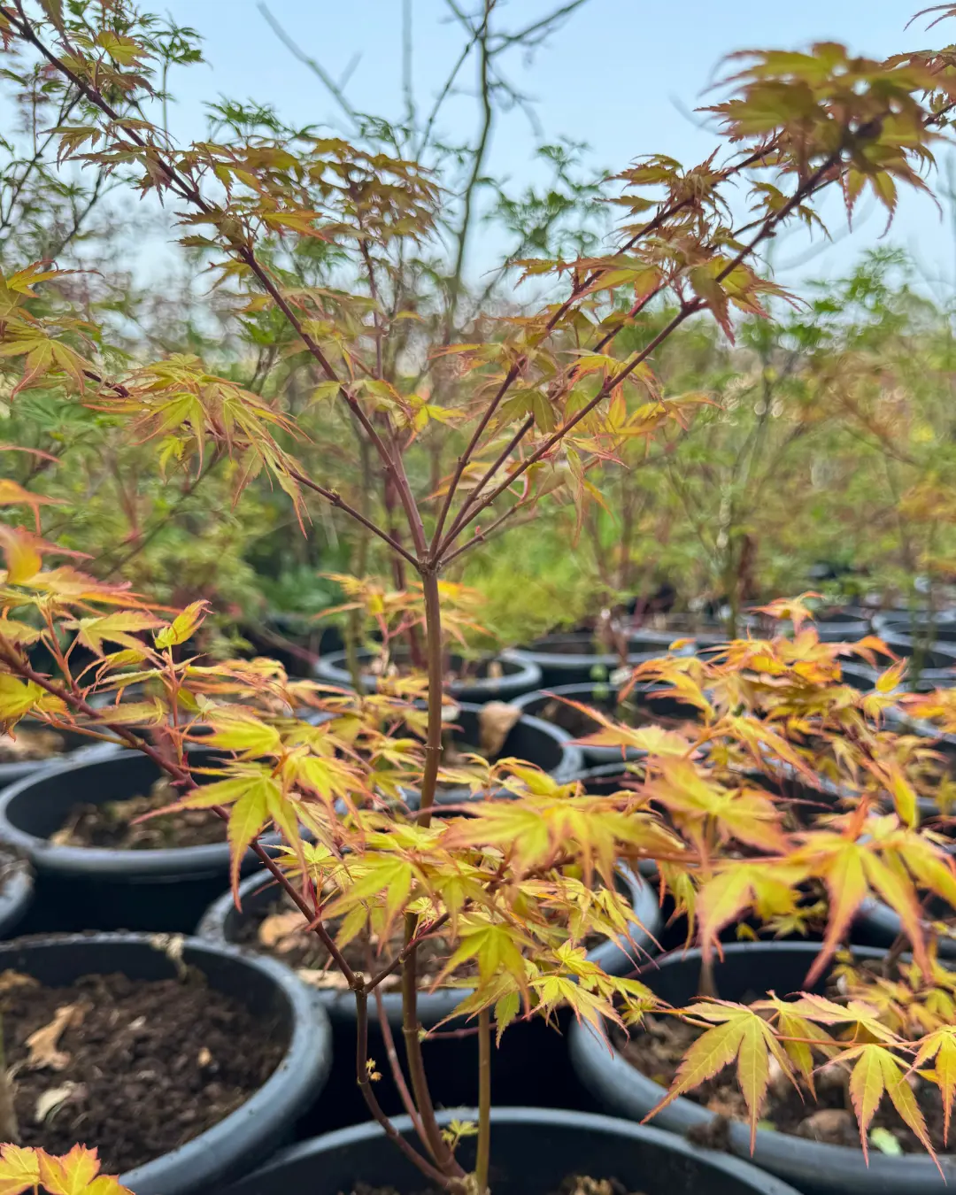 Árvores e plantas para venda a jardineiros e paisagistas
