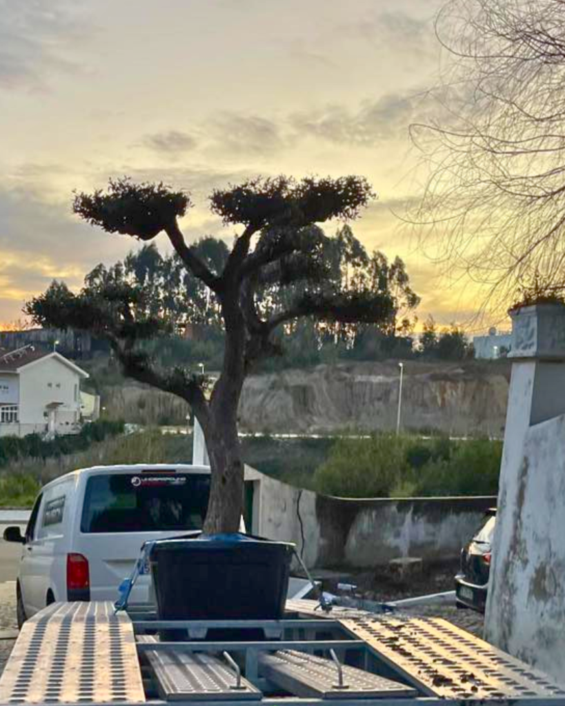 Belplant Árvores e plantas para venda a jardineiros e paisagistas com entrega sob-orçamento