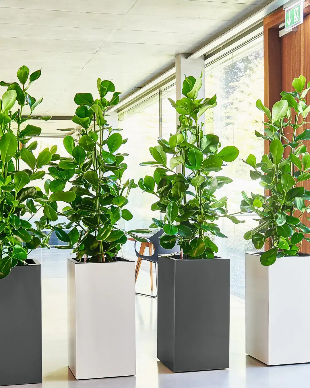 Belplant - vasos de interior e exterior para venda