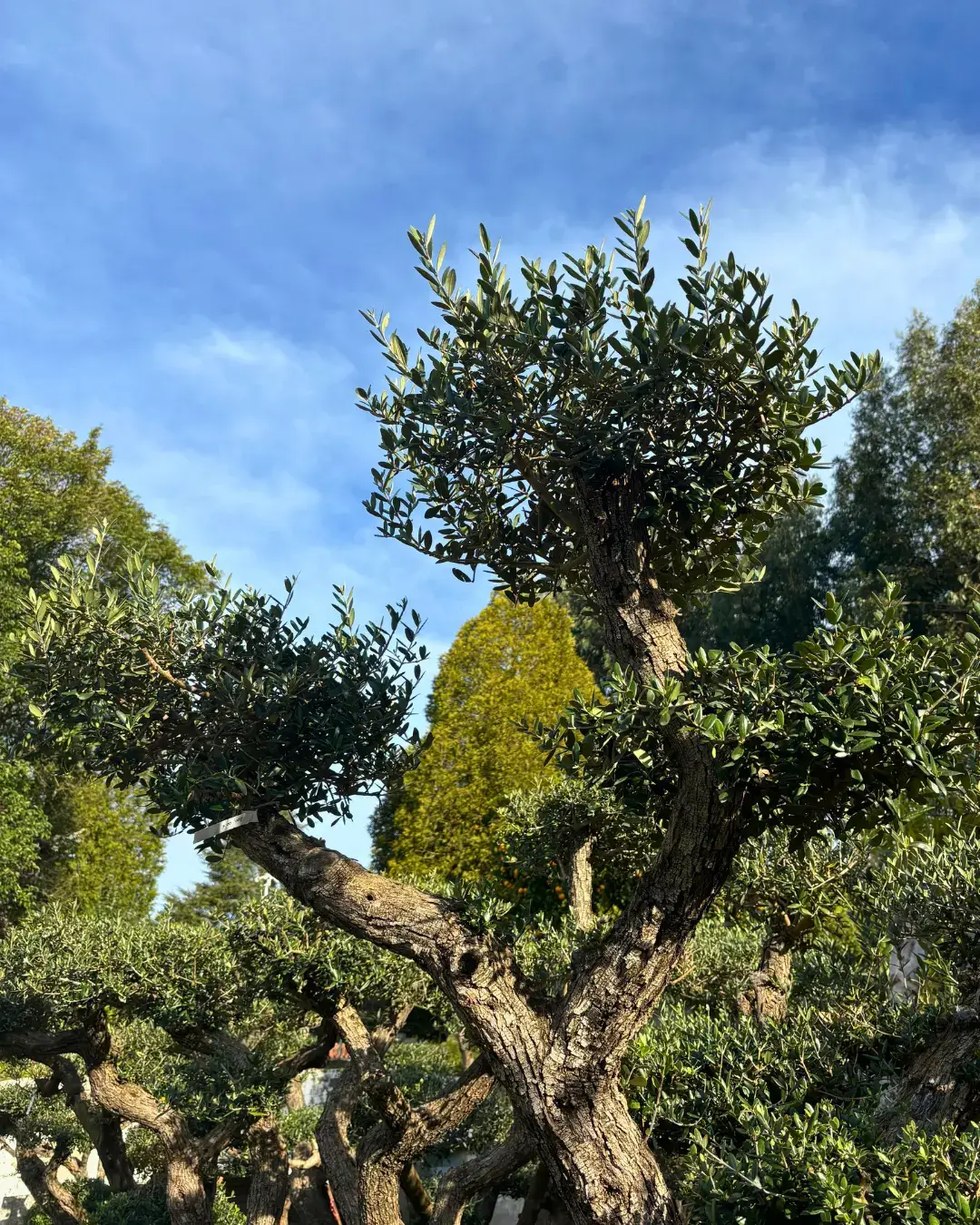 Belplant_Árvores e plantas para venda a jardineiros e paisagistas