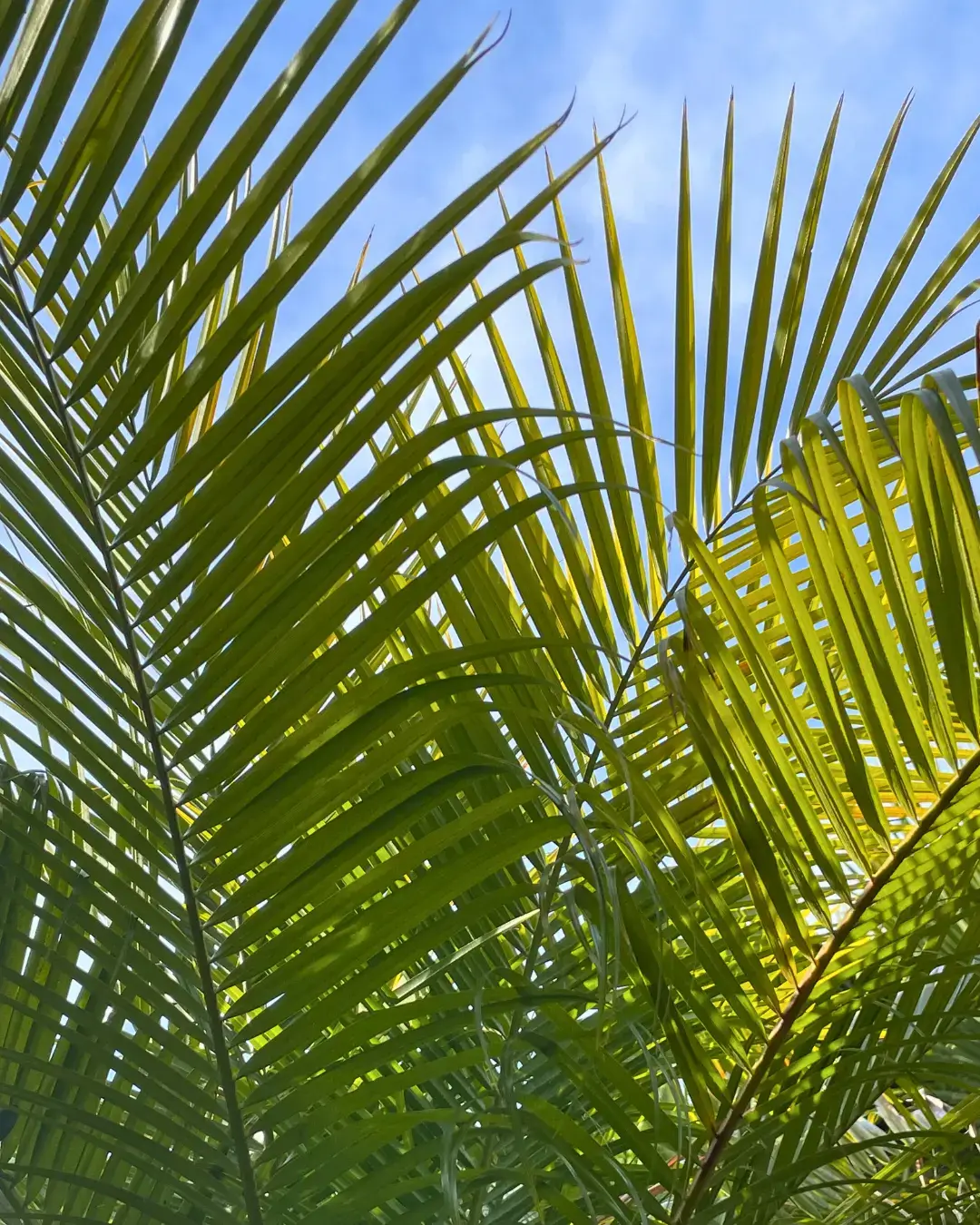 Belplant_Árvores e plantas para venda a jardineiros e paisagistas