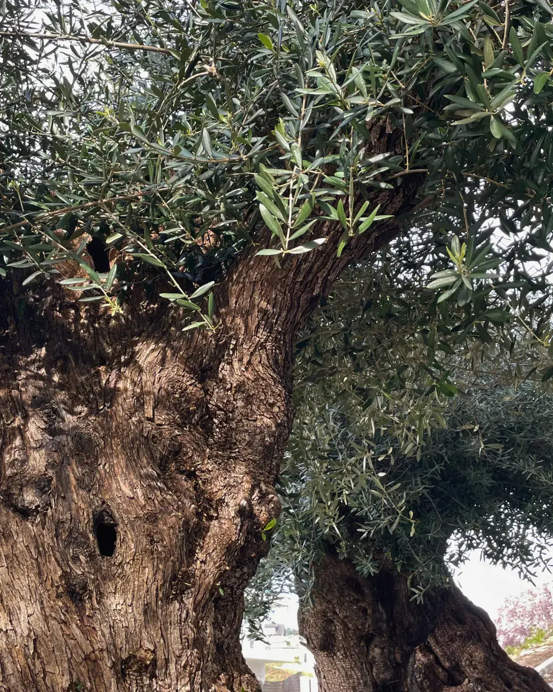 Belplant_Árvores e plantas para venda a jardineiros e paisagistas