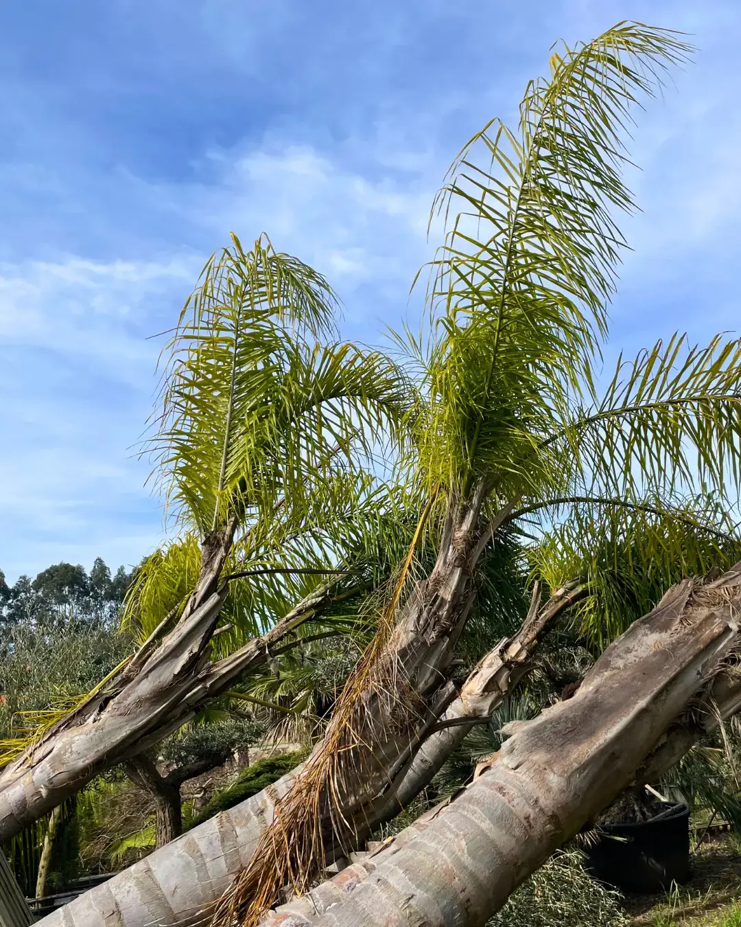 Belplant_Árvores e plantas para venda a jardineiros e paisagistas