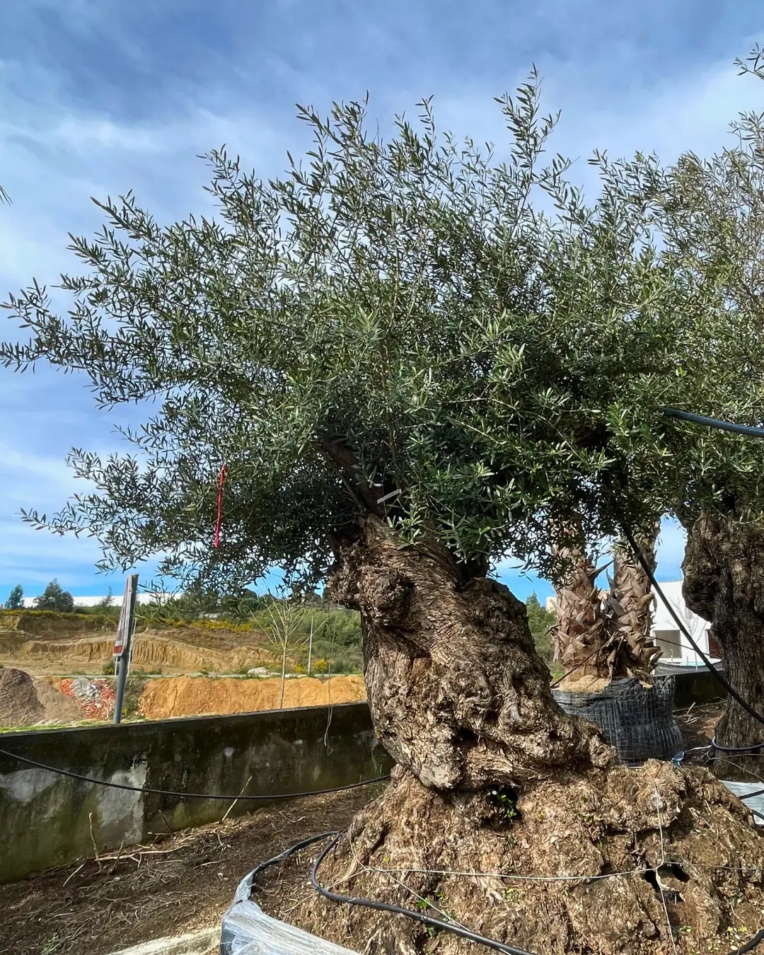 Belplant_Árvores e plantas para venda a jardineiros e paisagistas