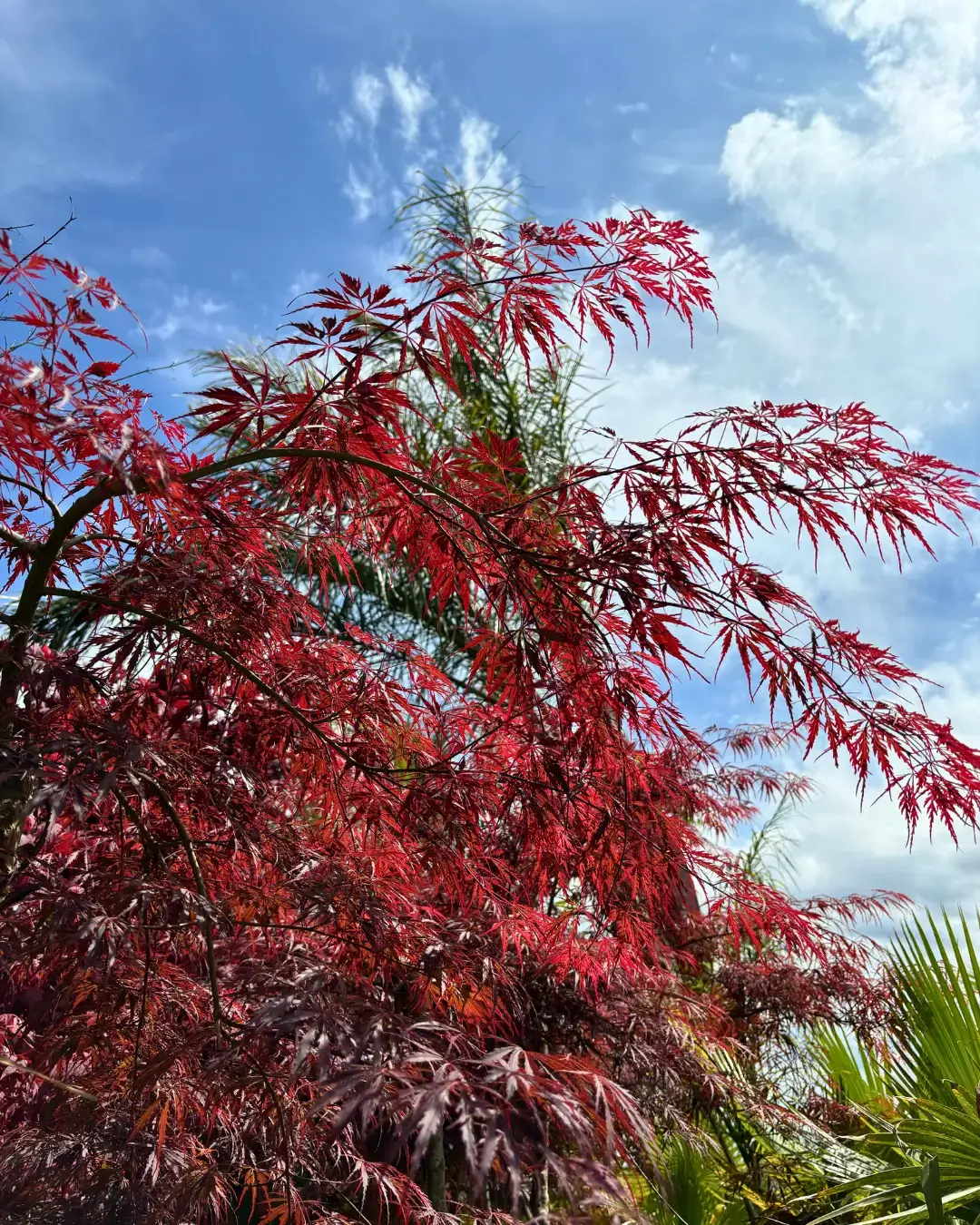 Belplant_Árvores e plantas para venda a jardineiros e paisagistas