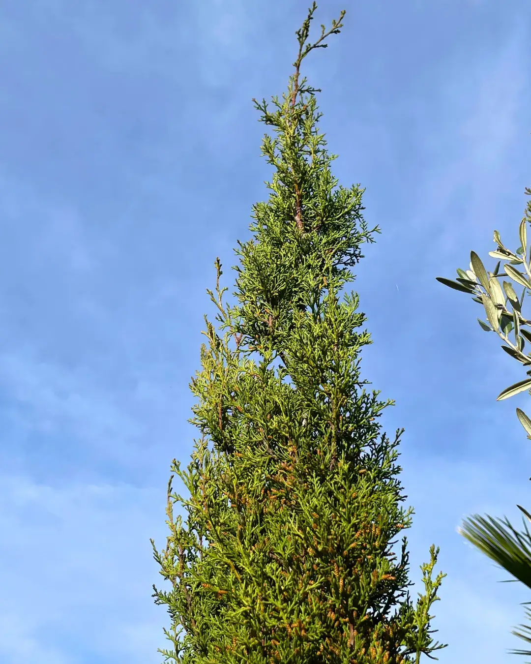 Belplant_Árvores e plantas para venda a jardineiros e paisagistas