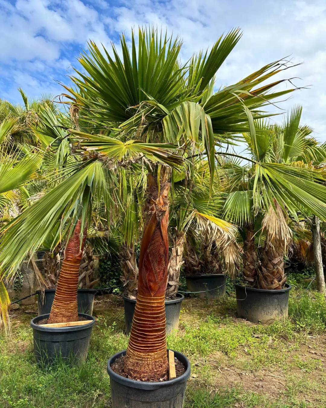 Belplant_Árvores e plantas para venda a jardineiros e paisagistas