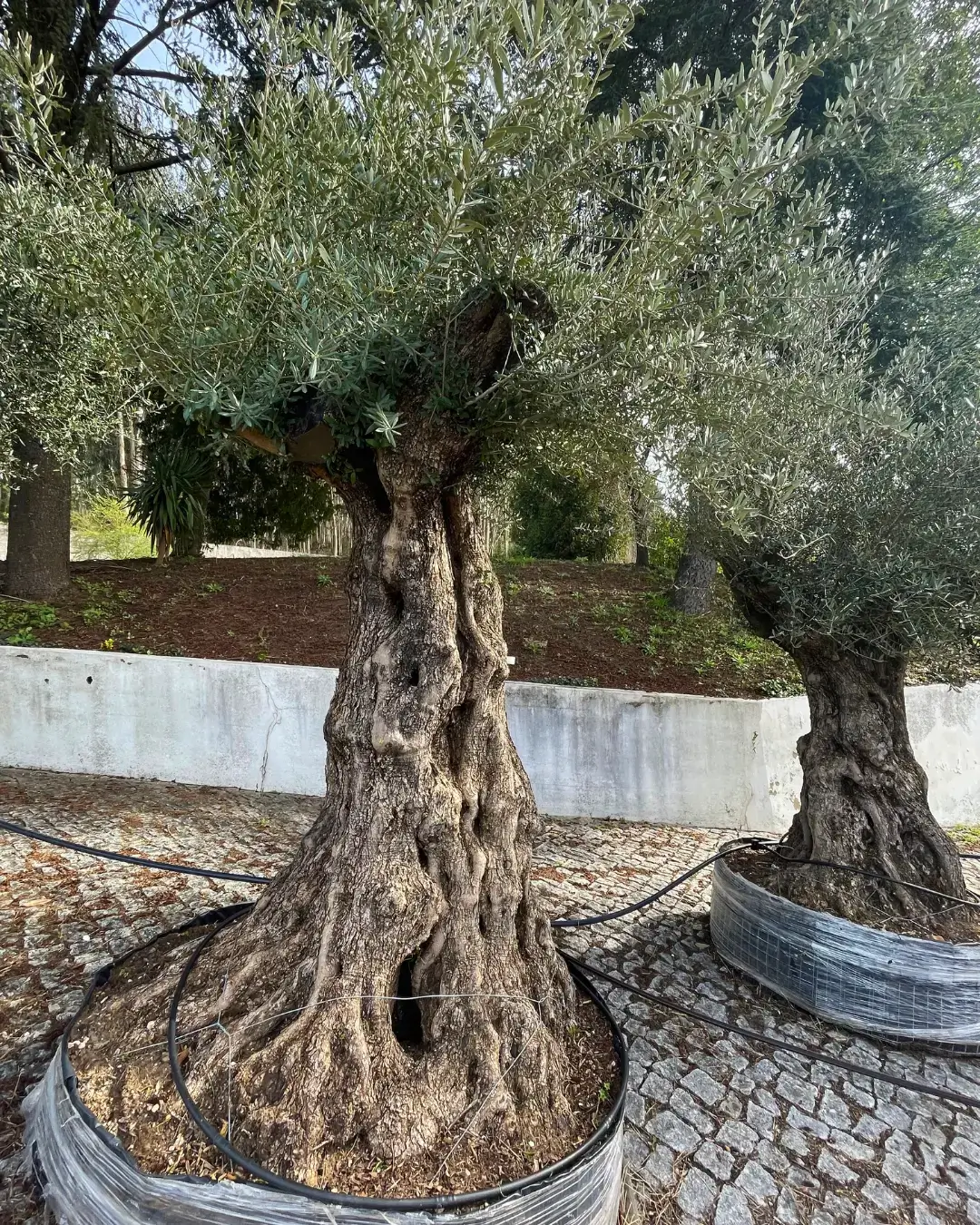 Árvores e plantas para venda a jardineiros e paisagistas