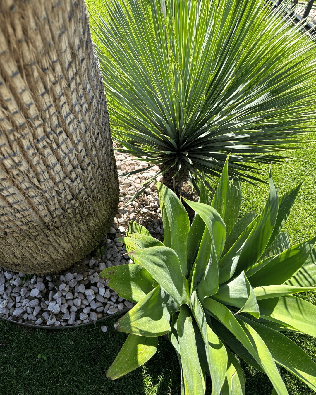 Contacto Fornecedor de Árvores e plantas