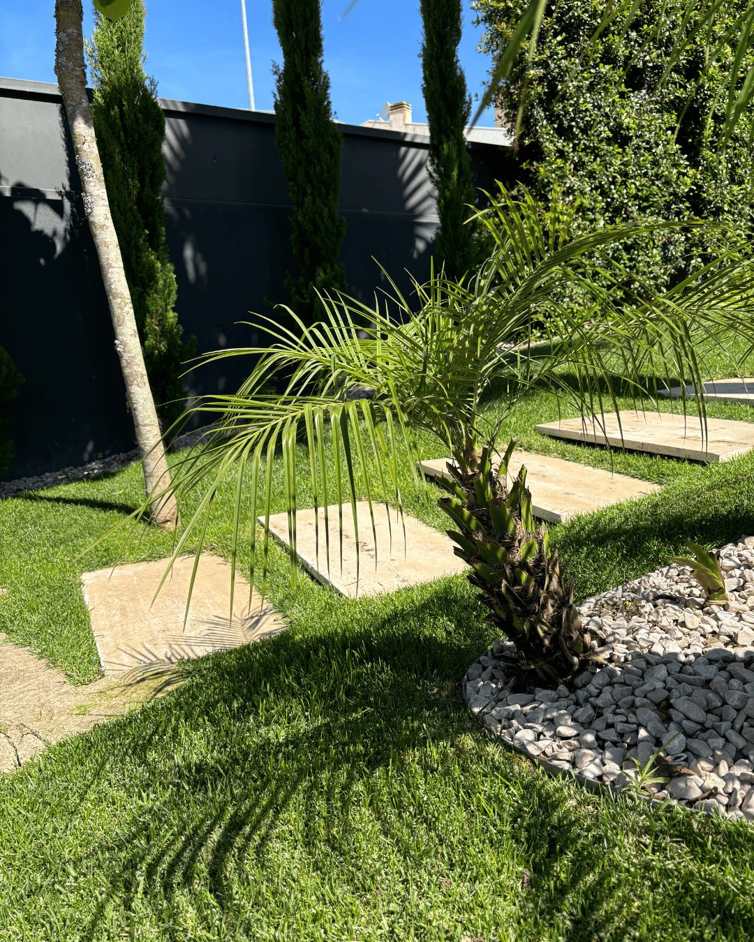 Fornecedor de Árvores e plantas