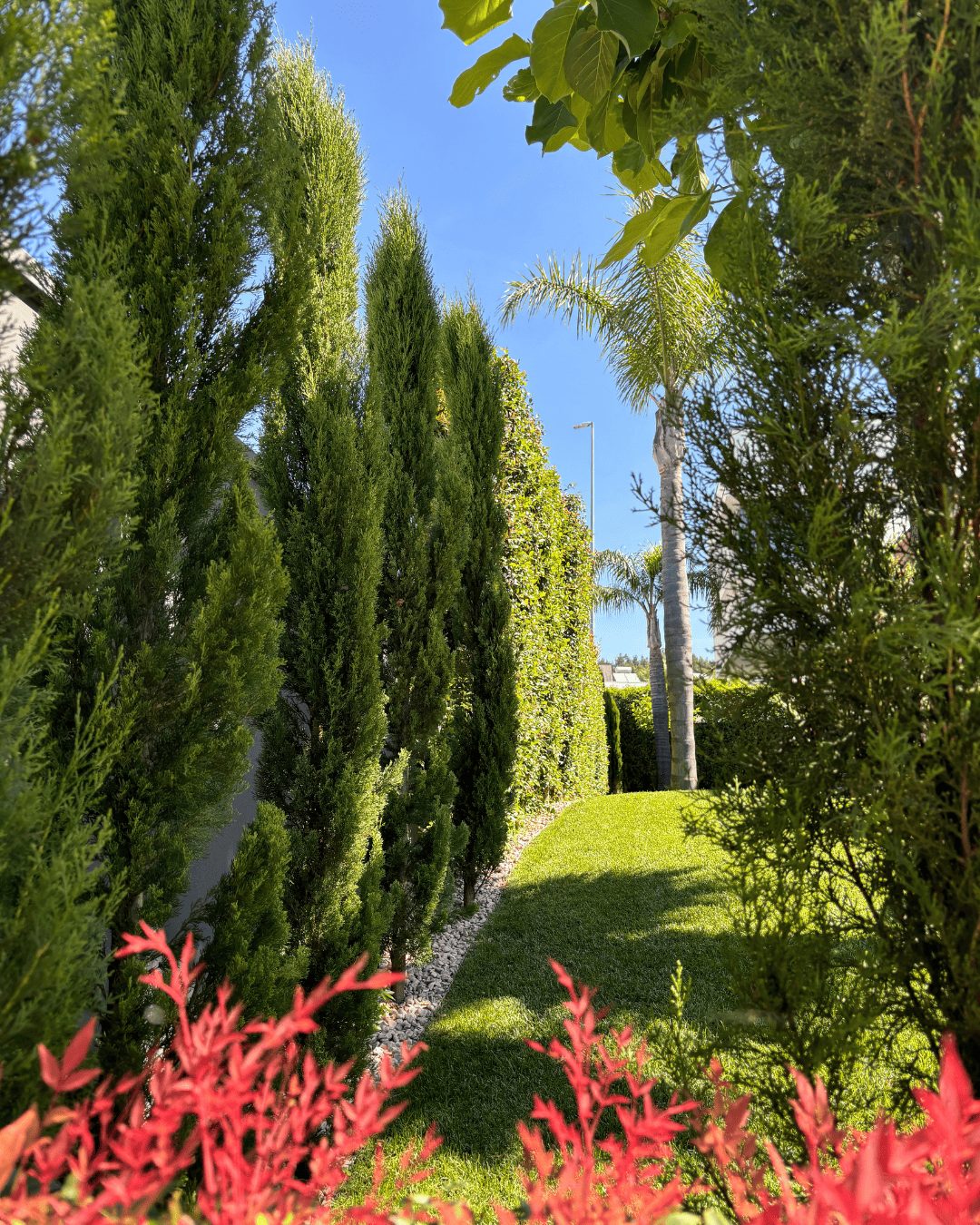 Fornecedor de Árvores e plantas