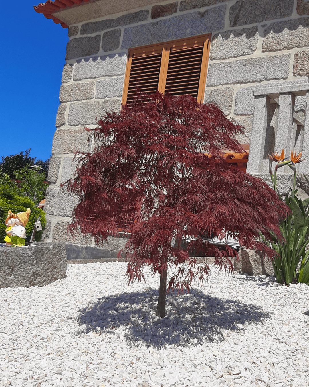Fornecedor de Árvores e plantas
