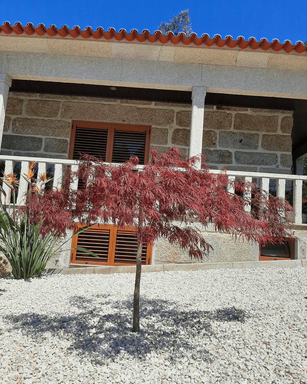 Fornecedor de Árvores e plantas