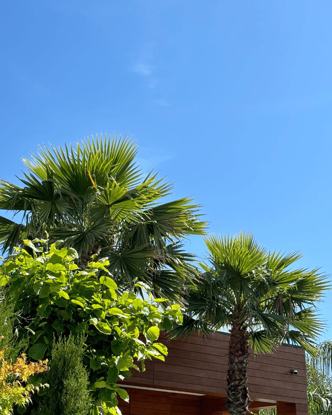 Fornecedor de Árvores e plantas