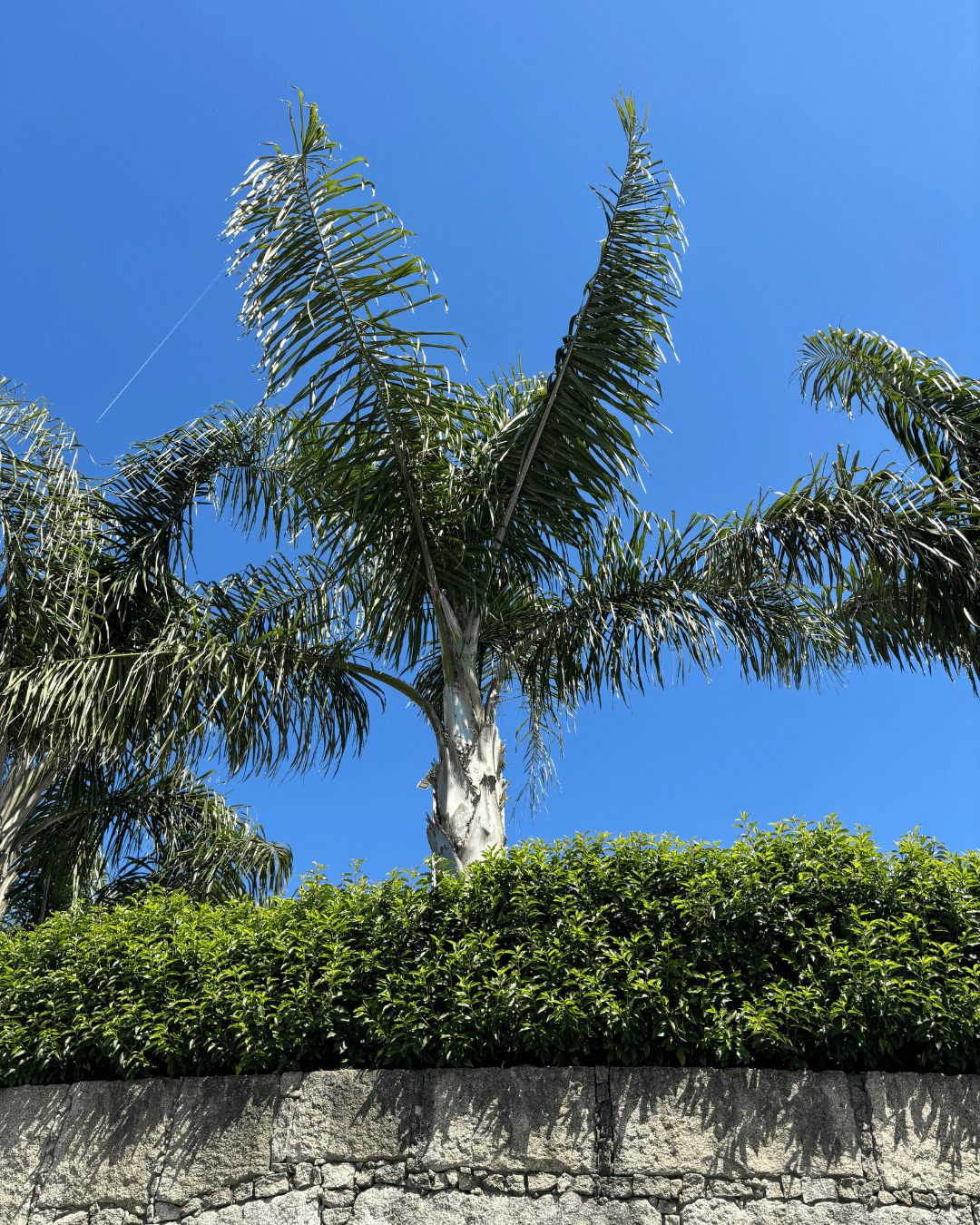 Fornecedor de Árvores e plantas