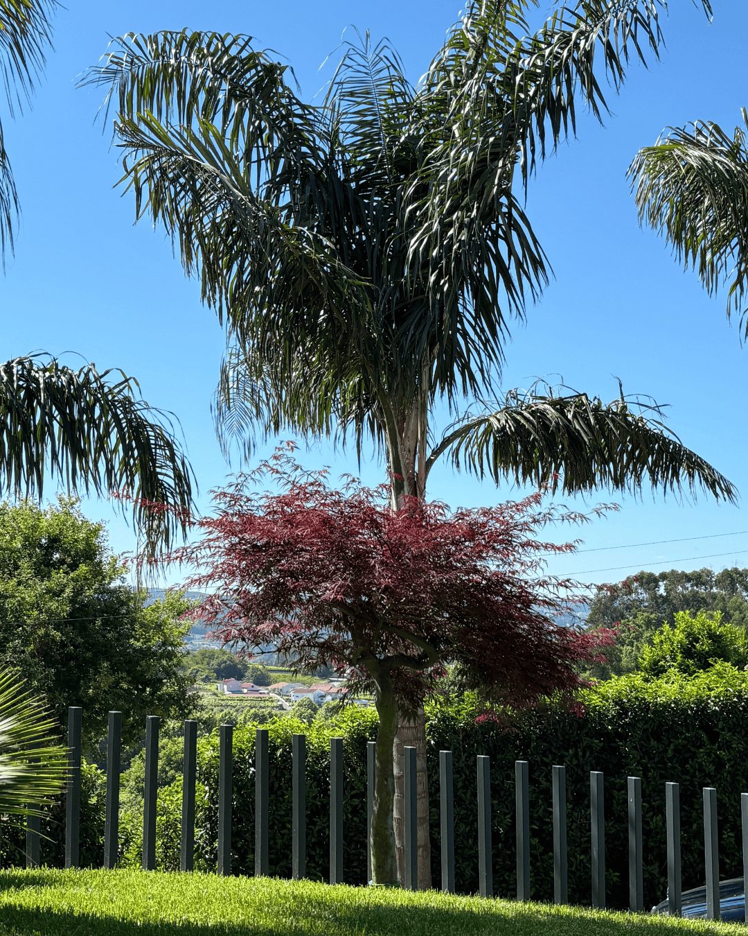 Fornecedor de Árvores e plantas