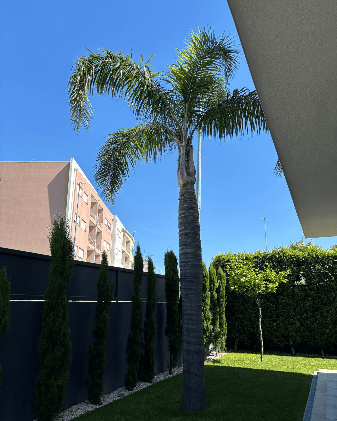 Fornecedor de Árvores e plantas