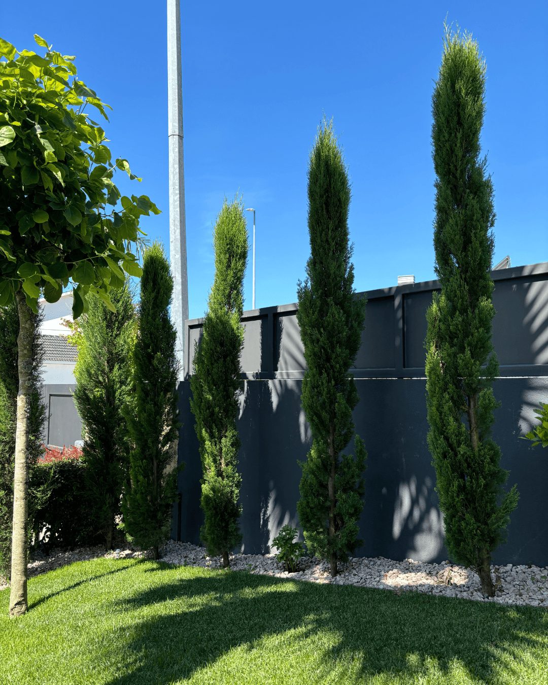 Fornecedor de Árvores e plantas