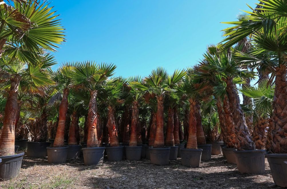 Belplant_Árvores disponíveis para venda_Lousada