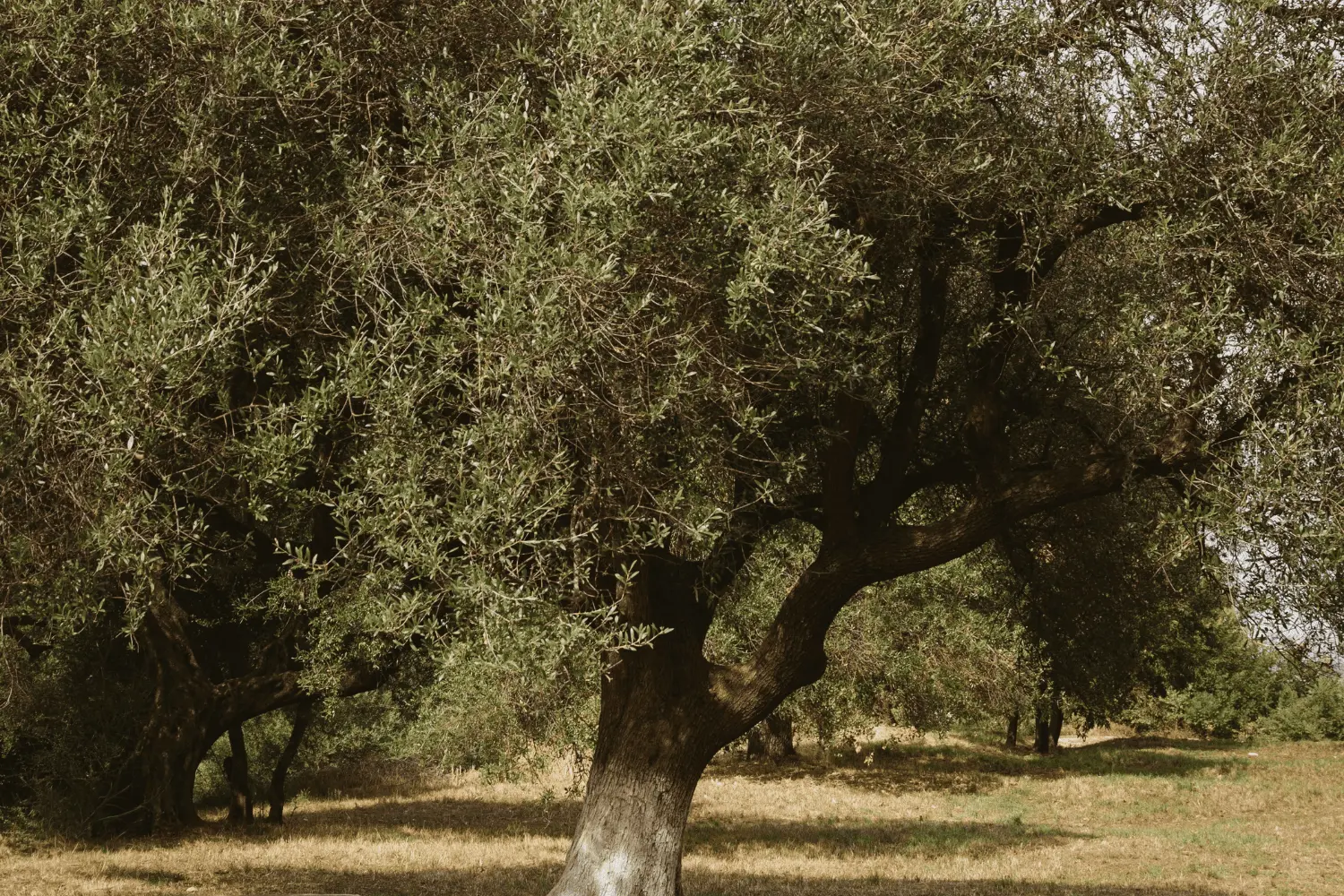 Comprar árvores adultas em Portugal_Viveiro com venda de Oliveiras_Lousada (1)