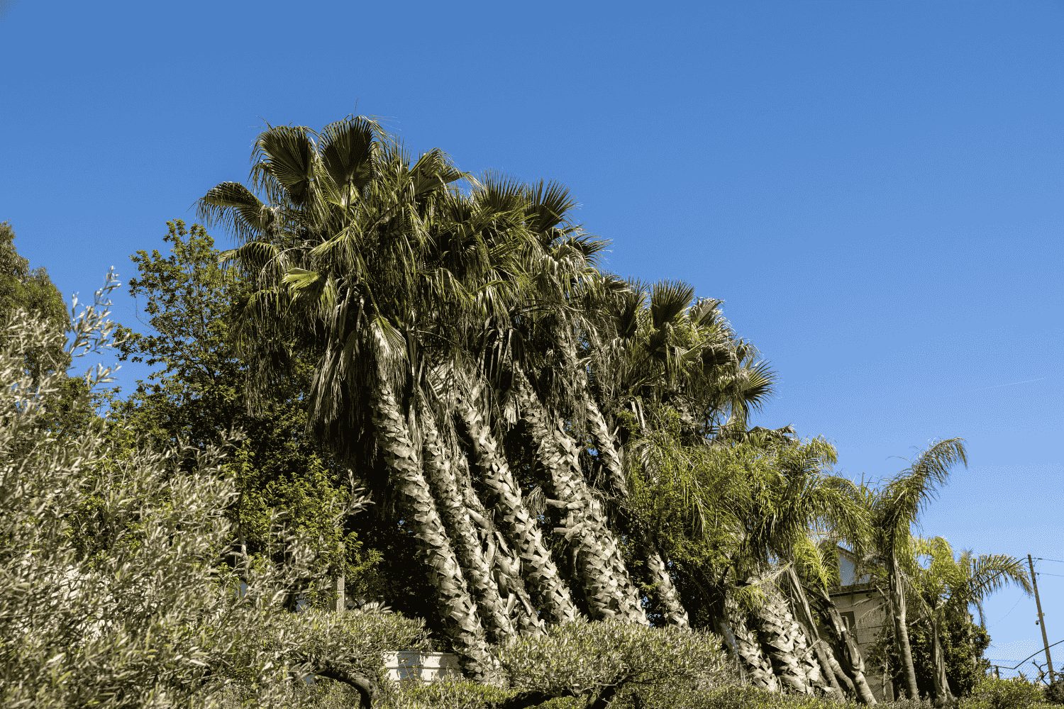 Comprar árvores grande porte_Belplant_Fornecedor de Árvores_Lousada_Arquieteto Paisagista