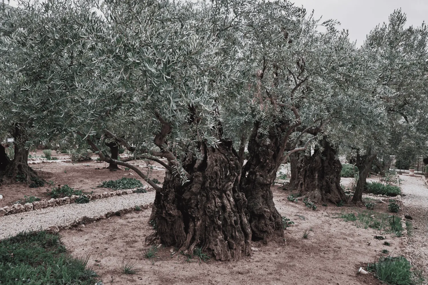 Quando-e-como-plantar-árvores-ornamentais-em-Portugal-O-Guia-Completo (1)