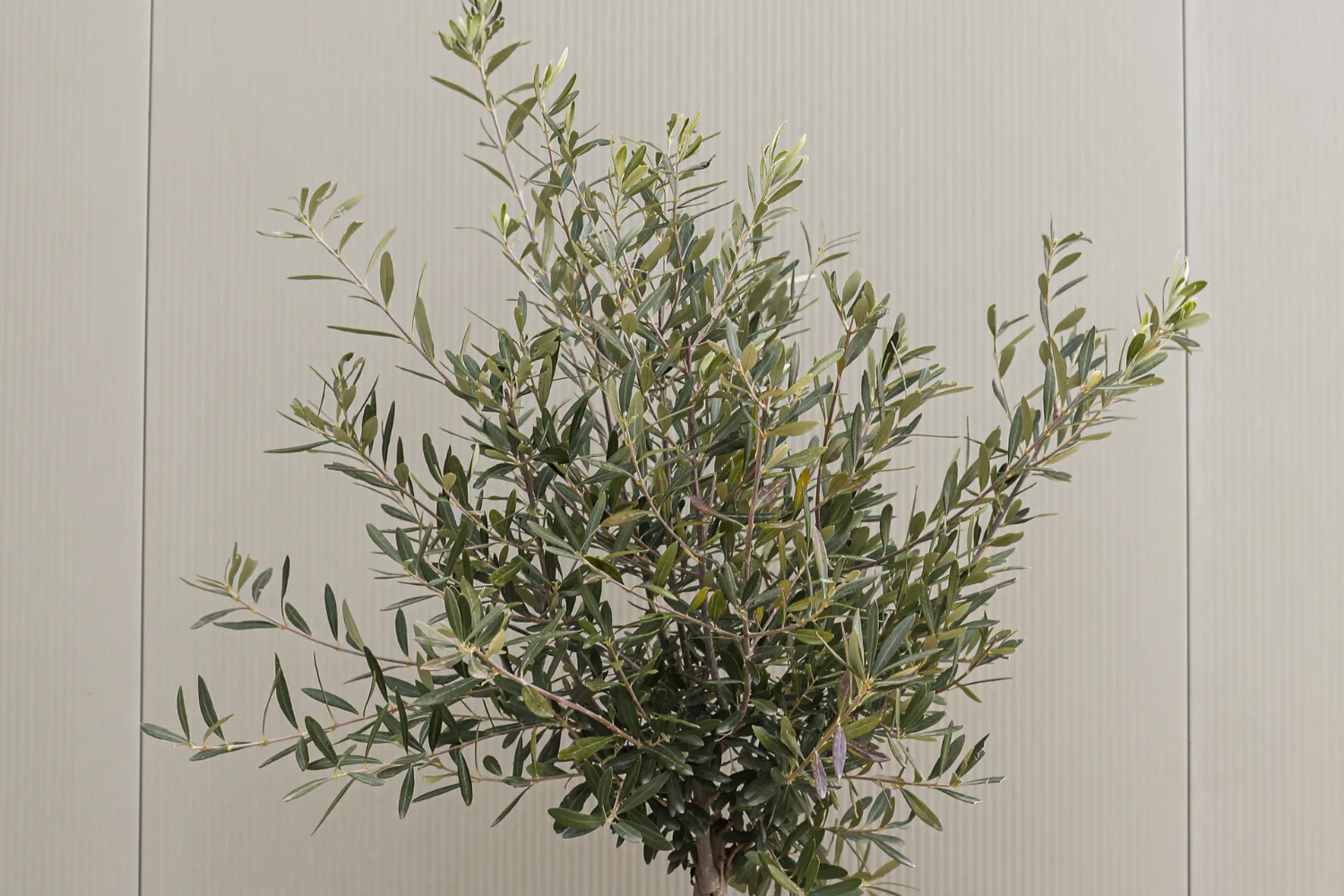 Comprar-Oliveiras-Guia-Pratico-da-Belplant