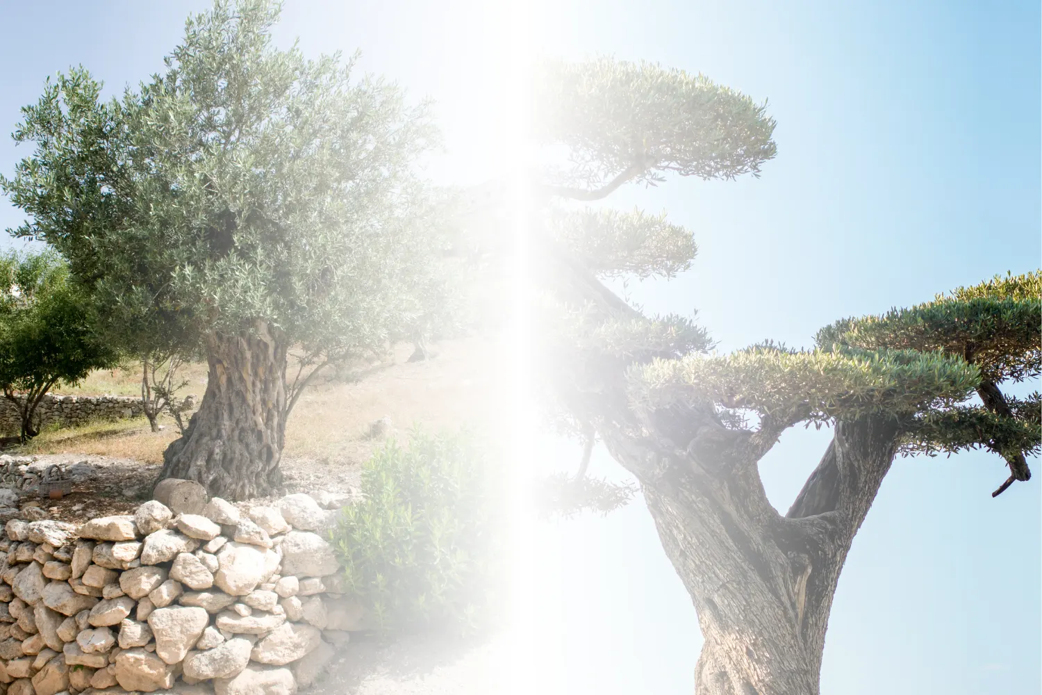 Oliveira Bonsai ou Oliveira Centenária? Perceba a diferença antes de escolher.